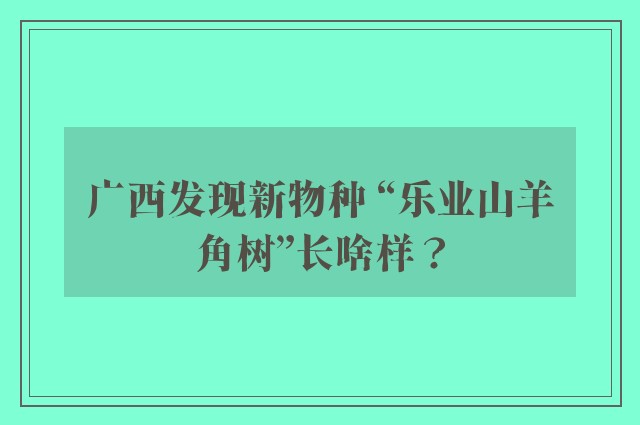 广西发现新物种 “乐业山羊角树”长啥样？